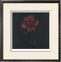 Rose Hohenberger Pricing Limited Edition Prints