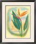 Hawaiian Bird Of Paradise by Ted Mundorff Limited Edition Pricing Art Print