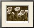Baroque Tulips by Ives Mccoll Limited Edition Print