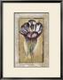 Tulipa by Augustine (Joseph Grassia) Limited Edition Pricing Art Print