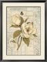 Magnolia Etching by Chad Barrett Limited Edition Pricing Art Print