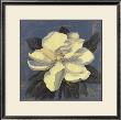 Glowing Magnolia by Curtis Parker Limited Edition Print
