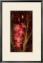 Orchid by John Seba Limited Edition Print