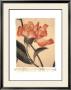 Orange Rose by Deborah Schenck Limited Edition Print