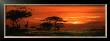 Safari Sunset by Jeremy Paul Limited Edition Print