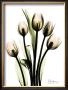 Crystal Flowers, Tulip Bouquet by Albert Koetsier Limited Edition Print