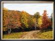 Autumn Lane by Jean K. Stephens Limited Edition Print