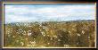 Wild Daisies by Helene Leveillee Limited Edition Pricing Art Print