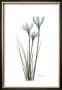 White Rain Lily by Albert Koetsier Limited Edition Print