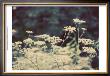 Queen Ann's Lace Ii by Meghan Mcsweeney Limited Edition Print