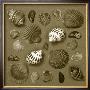 Shell Collector Series V by Renee Stramel Limited Edition Print
