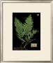 Hay Scented Fern by Brian Foster Limited Edition Print