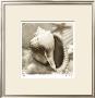 Iridescent Seashell Ii by Donna Geissler Limited Edition Print
