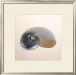 Polished Nautilus by Tom Artin Limited Edition Print