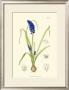 Spring Bounty Iv by Samuel Curtis Limited Edition Pricing Art Print