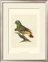 Crackled Antique Parrot Ii by George Shaw Limited Edition Print