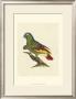 Crackled Antique Parrot Ii by George Shaw Limited Edition Pricing Art Print