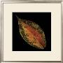 Cherry Leaf On Black by June Hunter Limited Edition Pricing Art Print