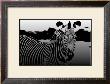 Zebra Chrome Ii by Susann & Frank Parker Limited Edition Pricing Art Print