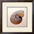 Nautilus by Tom Artin Limited Edition Print