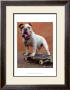 Bull Dog Nose Grind by Robert Mcclintock Limited Edition Print