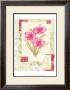 Magenta Flower Studies I by Maxine Collins Limited Edition Print