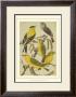 Pet Songbirds Iii by Cassel Limited Edition Print