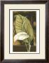 Moonlit Foliage Ii by Jennifer Goldberger Limited Edition Pricing Art Print
