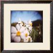 Daffodils by Rebecca Tolk Limited Edition Print