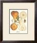 Bosc by Nan Wiggins Limited Edition Pricing Art Print