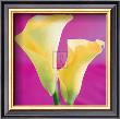 Lily Bloom Vii by Bill Philip Limited Edition Pricing Art Print