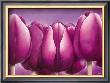 Sleeping Tulips Ii by Alicia Sloan Limited Edition Print