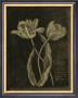 Tulip by Stela Klein Limited Edition Print