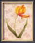 Tulipa Gesneriana by Pierre-Joseph Redoutã© Limited Edition Print