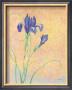 Elegant Iris by Jane Maday Limited Edition Pricing Art Print