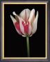 Tulipa Sorbet by Derek Harris Limited Edition Print