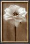 Antique Rose by Christine Zalewski Limited Edition Pricing Art Print