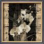 Orchids In Bloom Ii by John Seba Limited Edition Print