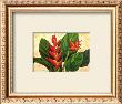 Tropical Beauty I by Jane Segrest Limited Edition Print