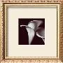 Lily by Bill Philip Limited Edition Print