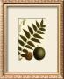 Black Walnut by Francois A. Michaux Limited Edition Pricing Art Print