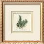 Herbes Ii by Vincent Jeannerot Limited Edition Print