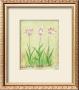 Rosy Tulips Ii by Debra Lake Limited Edition Print