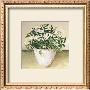 White Jasmine by Galley Limited Edition Pricing Art Print