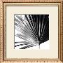 Black And White Palms Iv by Jason Johnson Limited Edition Pricing Art Print