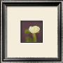 Ivory On Aubergine by Jane Ann Butler Limited Edition Print