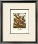 Twelve Months Of Fruits, 1732, July by Robert Furber Limited Edition Print