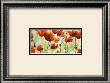 Poppies Field by Heidi Reil Limited Edition Pricing Art Print