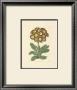 Auriculas by Robert Sweet Limited Edition Print