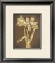 White And Brown Flowers by Stela Klein Limited Edition Print